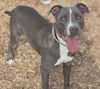 adoptable Dog in , NM named ANTHONY