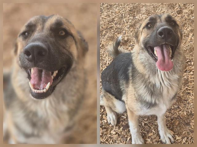 adoptable Dog in Albuquerque, NM named SHAY