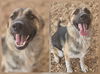 adoptable Dog in  named SHAY