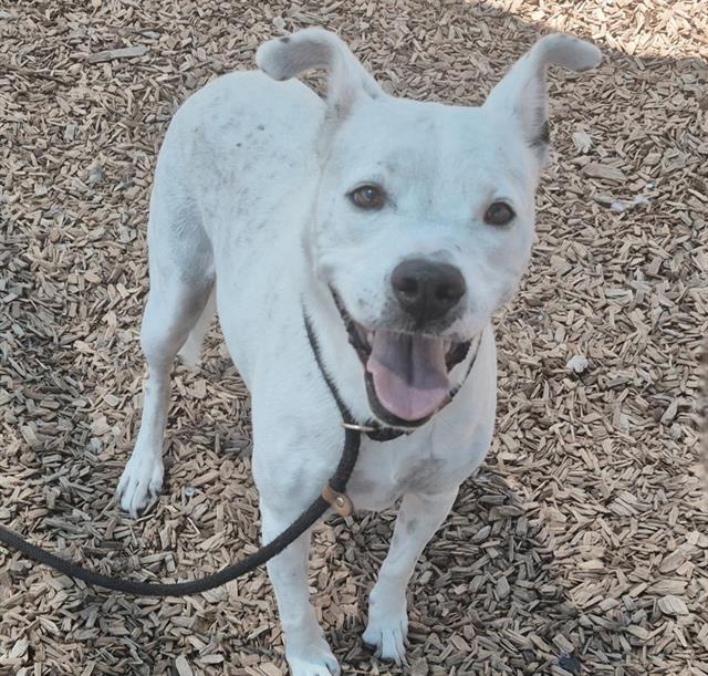 adoptable Dog in Albuquerque, NM named JEFFREY