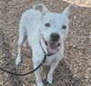 adoptable Dog in  named JEFFREY