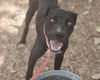 adoptable Dog in , NM named ARLO