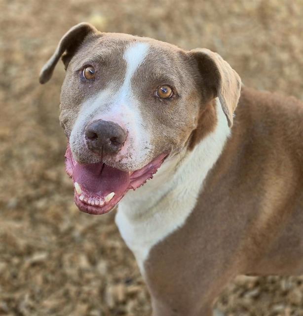 adoptable Dog in Albuquerque, NM named MAX