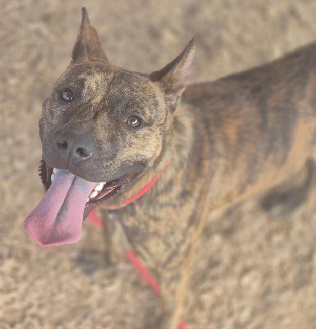 adoptable Dog in Albuquerque, NM named GUJO