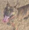 adoptable Dog in  named GUJO