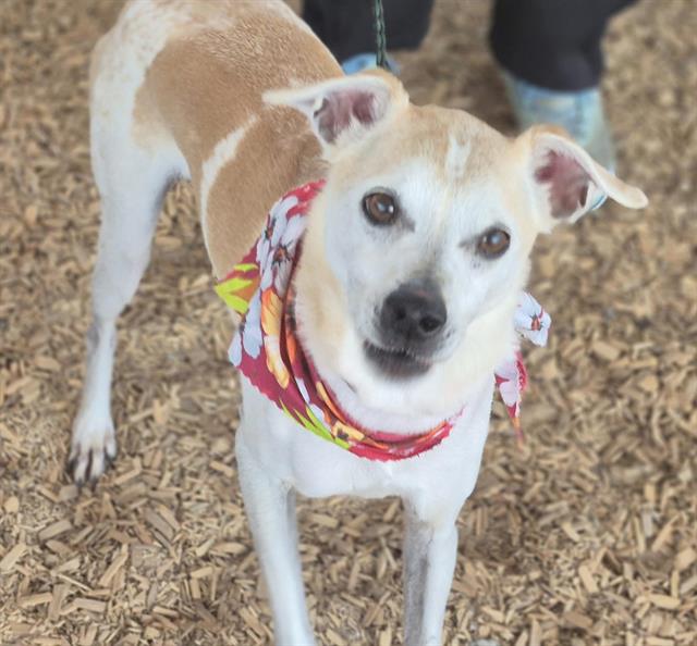 adoptable Dog in Albuquerque, NM named EARL
