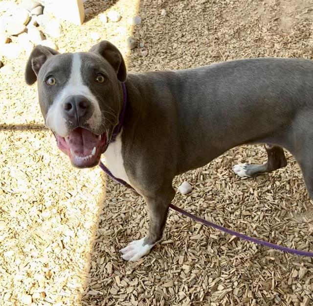 adoptable Dog in Albuquerque, NM named BRUNO LOPEZ