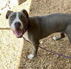 adoptable Dog in  named BRUNO LOPEZ
