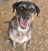 adoptable Dog in  named SPECKLES