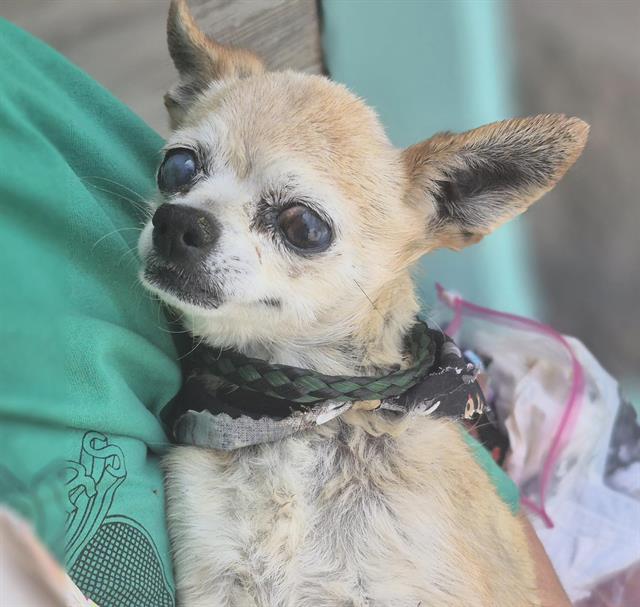 adoptable Dog in Albuquerque, NM named JIM MORRISON
