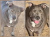 adoptable Dog in  named MELINA