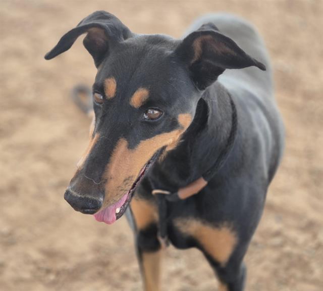 adoptable Dog in Albuquerque, NM named BELLA