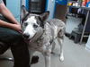 adoptable Dog in  named LOBO