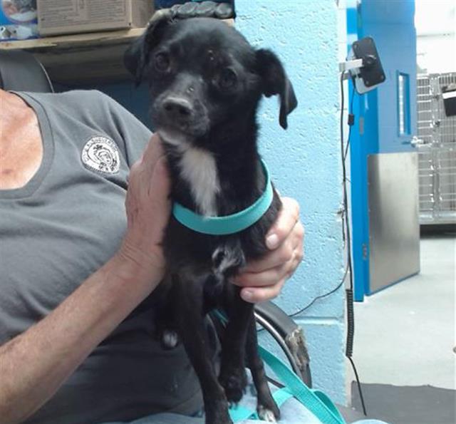 adoptable Dog in Albuquerque, NM named AIR