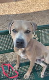 adoptable Dog in  named SCOOBY