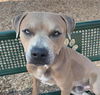adoptable Dog in , NM named SCOOBY