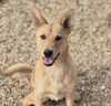 adoptable Dog in  named EOWYN