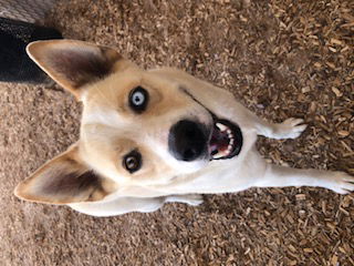 adoptable Dog in Albuquerque, NM named YUI