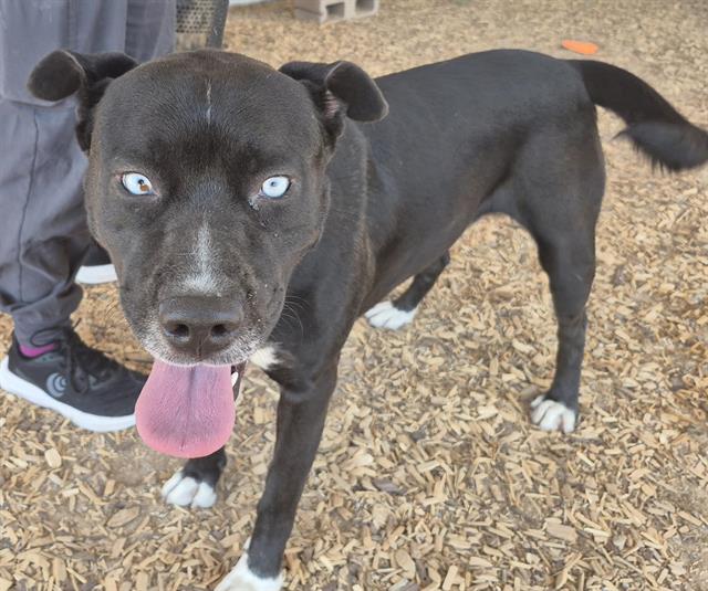 adoptable Dog in Albuquerque, NM named BLEU