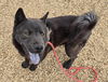 adoptable Dog in  named OSO