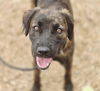 adoptable Dog in , NM named STAR