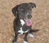 adoptable Dog in  named RACO