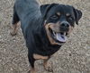 adoptable Dog in  named ADELAIDE