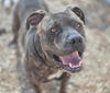 adoptable Dog in  named KATEYKI