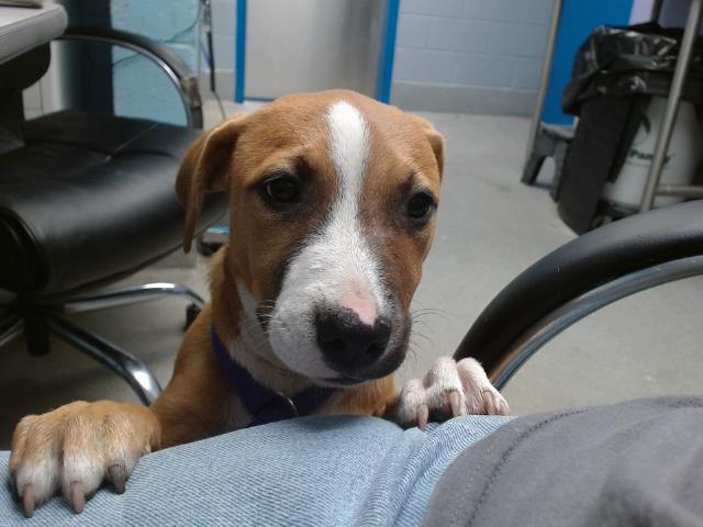 adoptable Dog in Albuquerque, NM named BONNIE
