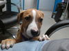 adoptable Dog in , NM named BONNIE