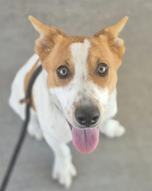 adoptable Dog in Albuquerque, NM named PINTO