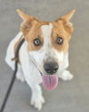 adoptable Dog in  named PINTO