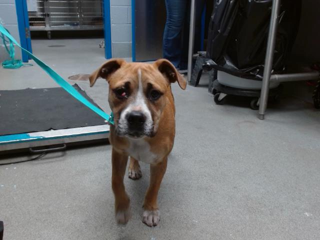 adoptable Dog in Albuquerque, NM named SPOOKY