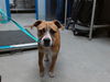 adoptable Dog in  named SPOOKY