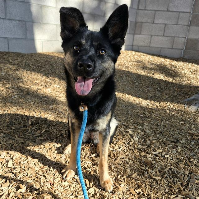 adoptable Dog in Albuquerque, NM named ATHENA