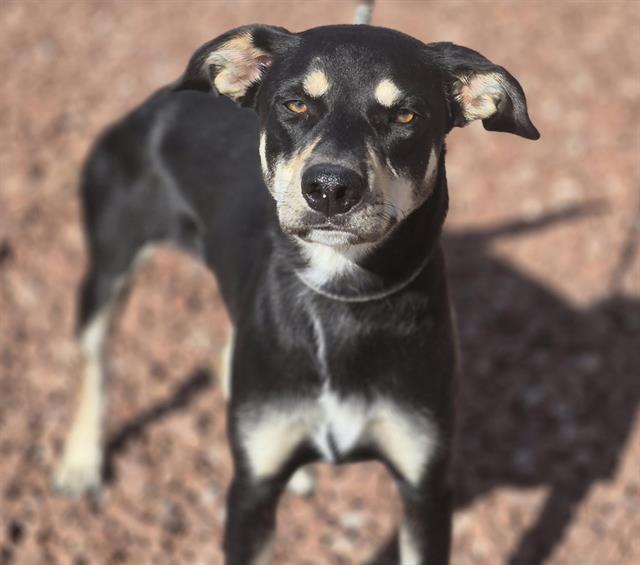 adoptable Dog in Albuquerque, NM named STAR