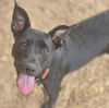 adoptable Dog in  named XARISSA
