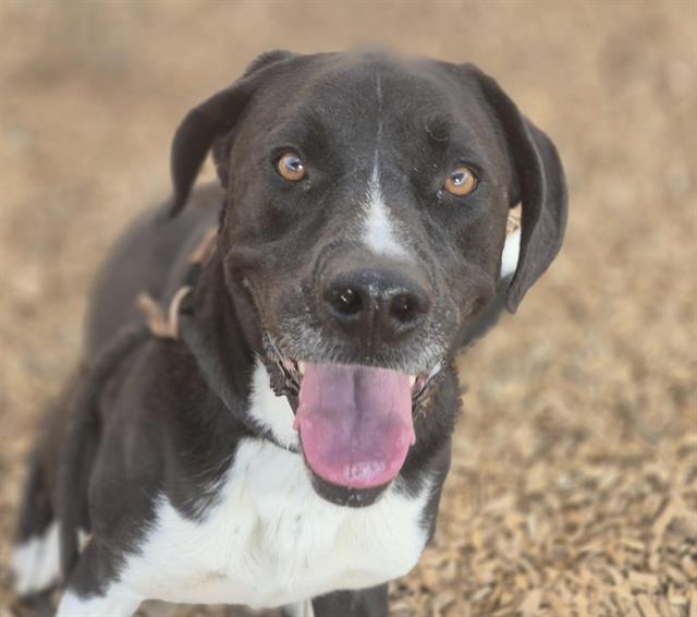 adoptable Dog in Albuquerque, NM named DAISY