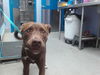 adoptable Dog in  named CHANEL