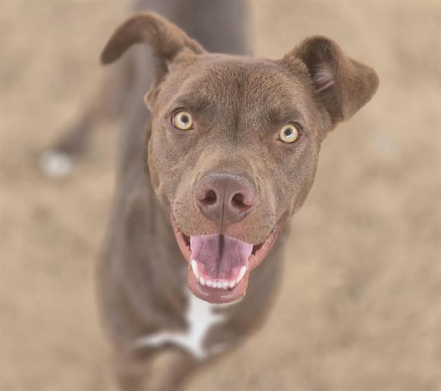 adoptable Dog in Albuquerque, NM named CHANEL