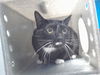 adoptable Cat in , NM named SCRAPS