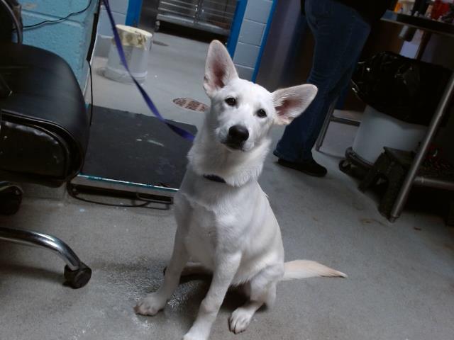 adoptable Dog in Albuquerque, NM named KODA