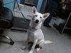 adoptable Dog in  named KODA