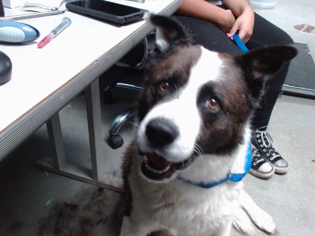 adoptable Dog in Albuquerque, NM named OREO