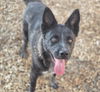 adoptable Dog in  named HALSEY