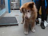 adoptable Dog in  named HANK