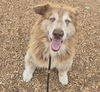 adoptable Dog in  named HANK
