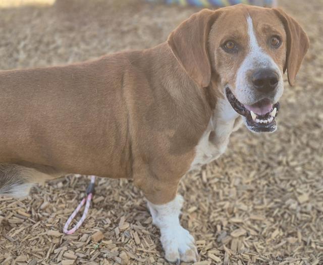 adoptable Dog in Albuquerque, NM named BRO