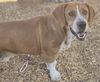 adoptable Dog in  named BRO