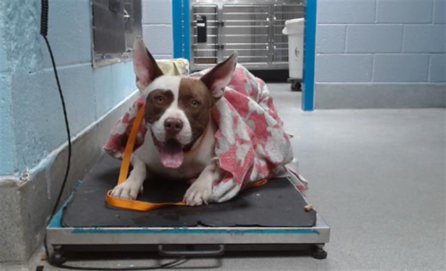 adoptable Dog in Albuquerque, NM named HERCULES